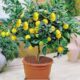 Lemon (Limbu) Plant