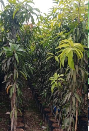 Mango Kesar Plant 6 ft Height