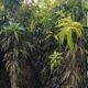 Mango Kesar Plant 6 ft Height