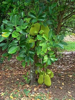 Jackfruit (Phanas) Plant