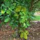 Jackfruit (Phanas) Plant