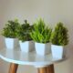 Decorative Plants