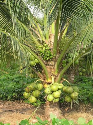 Coconut Tree