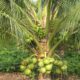 Coconut Tree