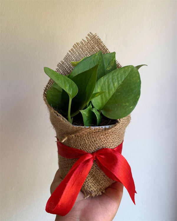 Money Plant WIth Gift Packing