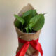 Money Plant WIth Gift Packing