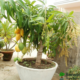 Mango Plant