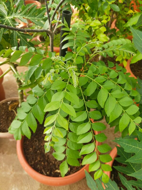 Curry Leaves Plant