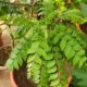 Curry Leaves Plant