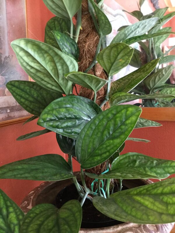 Peru PLant 5 feet Height