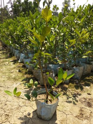 Nimbu Plant 5 ft Height