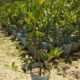 Nimbu Plant 5 ft Height
