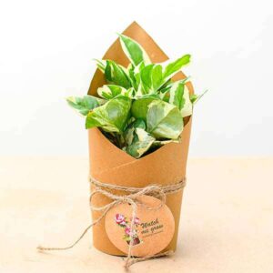 Money Plant Gift Pack LSIP23