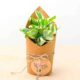 Money Plant Gift Pack LSIP23