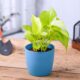 Golden Money Plant