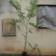 Tamrind (Chinch) Plant