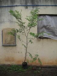 Tamrind (Chinch) Plant